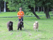 Превью фото № 130965