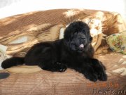 Превью фото № 130970