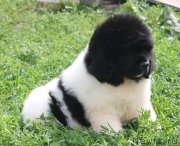 Превью фото № 130985