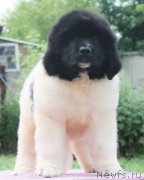 Превью фото № 130986