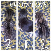 Превью фото № 131008