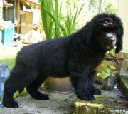 Превью фото № 131016