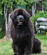 Превью фото № 131035