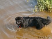 Превью фото № 131040