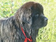 Превью фото № 131042