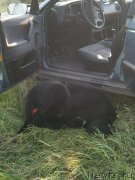 Превью фото № 131043