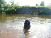 Превью фото № 131059