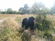 Превью фото № 131060