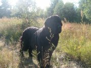 Превью фото № 131062