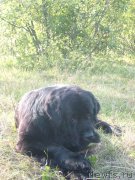 Превью фото № 131065