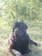 Превью фото № 131067