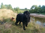 Превью фото № 131068