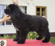 Превью фото № 131069