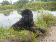 Превью фото № 131100