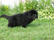 Превью фото № 131104