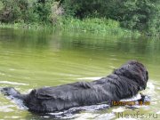 Превью фото № 131124