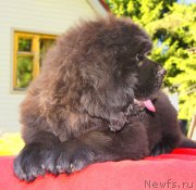 Превью фото № 131152