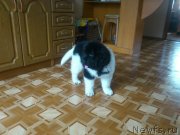 Превью фото № 131156