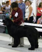 Превью фото № 131160