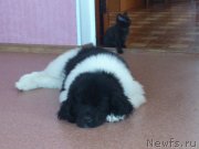 Превью фото № 131194