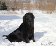 Превью фото № 131210