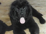 Превью фото № 131253