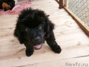 Превью фото № 131261