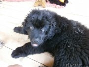 Превью фото № 131262