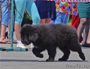 Превью фото № 131302