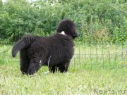 Превью фото № 131364