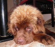 Превью фото № 131397