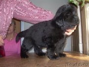 Превью фото № 131400