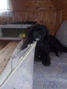 Превью фото № 131408