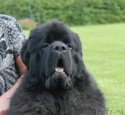 Превью фото № 131573