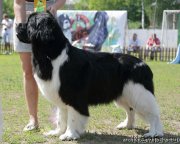 Превью фото № 131593