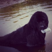 Превью фото № 131594