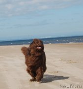 Превью фото № 131604