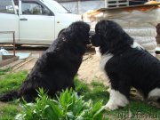 Превью фото № 131640