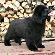 Превью фото № 131641