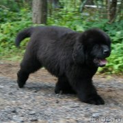 Превью фото № 131643