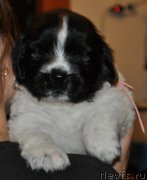 Превью фото № 131656