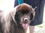 Превью фото № 131673