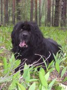 Превью фото № 131694