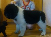 Превью фото № 131703