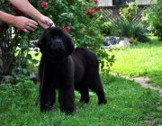 Превью фото № 131732