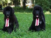 Превью фото № 131737