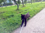 Превью фото № 131738