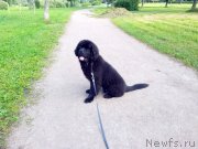 Превью фото № 131740