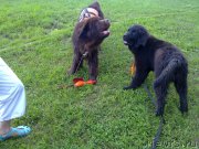 Превью фото № 131745