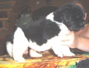 Превью фото № 131797